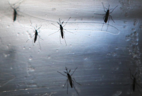 Zika virus is a risk in border regions 